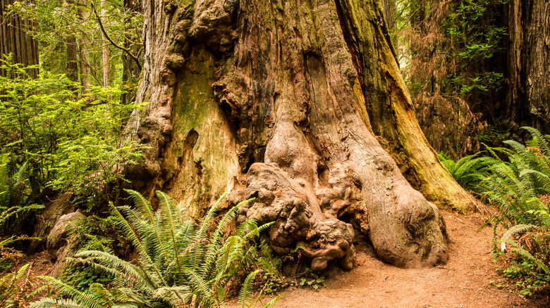 Burls at the base of redwoods in Redwood National Park in California