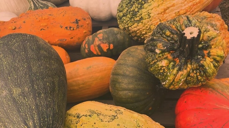 A variety of pumpkins from Fletcher Family Farm