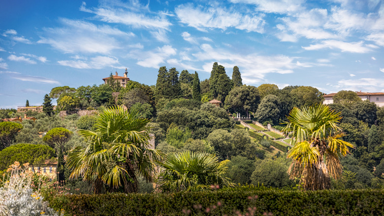 An aerial view of tress in the Boboli Gardens in Florence, Italy, on a sunny day
