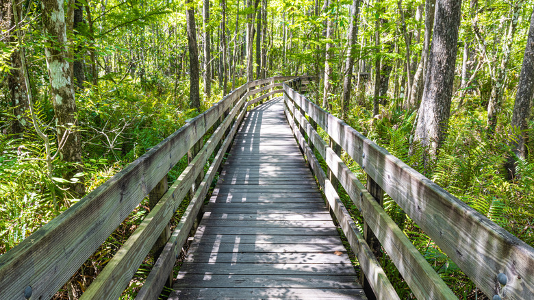 wooden boardwalk going through woods