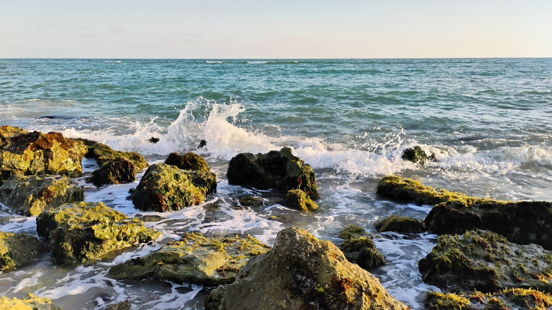 Florida's Caspersen Beach