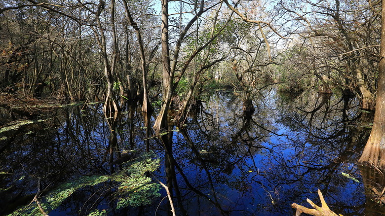 Audubon Corkscrew Swamp Sanctuary