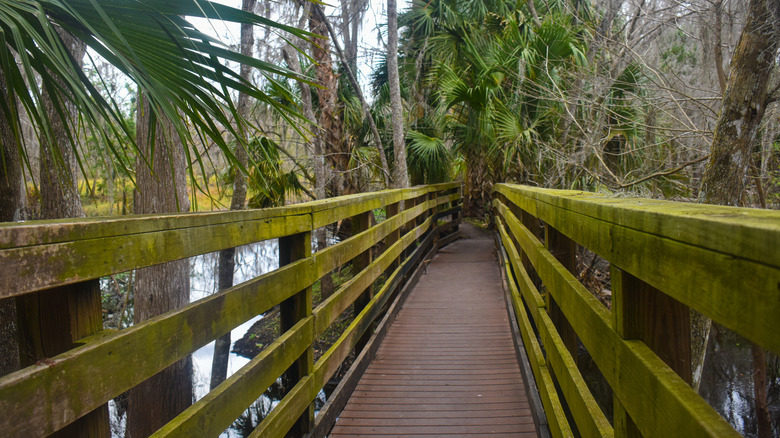Black Bear Wilderness Area boardwalk