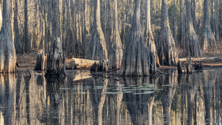A dark and sinister cypress swamp in Florida
