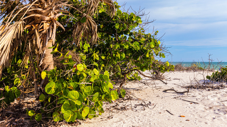 Sandy pathway with palm trees and brush on the left at Barefoot Beach County Preserve, Bonita Springs, Florida