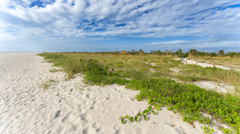 Sandy beach, native grasses, and a wooden pathway with a blue sky at Bowman's Beach, Florida