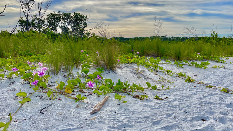 A nature shot of sand, driftwood, native grasses and flowers on Honeymoon Island, Dunedin, Florida