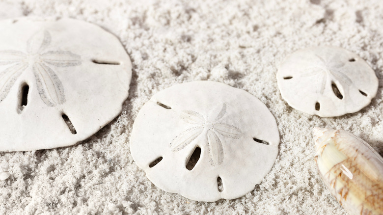 A closeup of three white sand dollars in the sand on a powdery white sand beach
