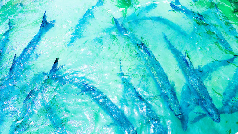tarpon in clear water