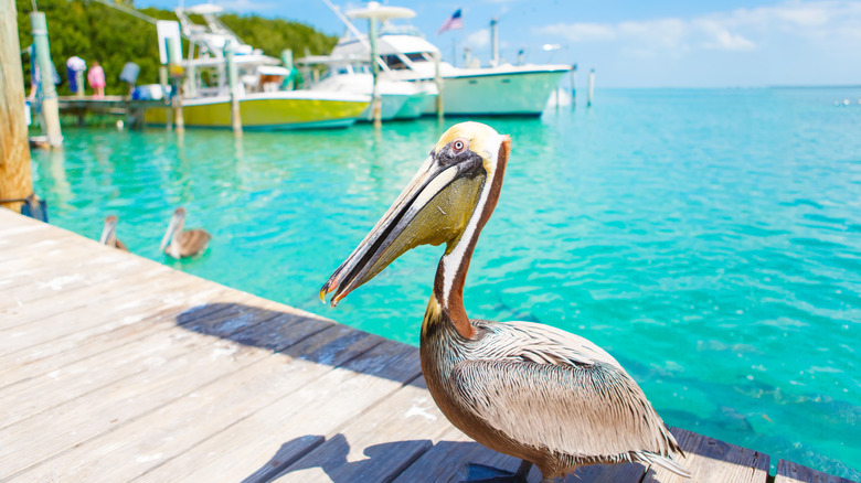 pelican sitting on dock with blue water in background