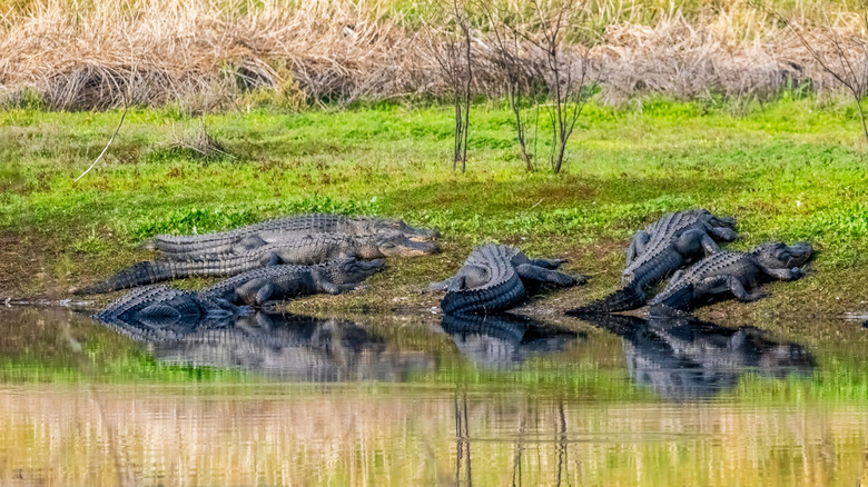 Alligators at Myakka River State Park