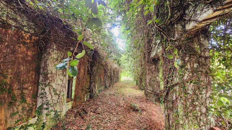 Overgrown building remnants in the abandoned town of Ellaville, Florida