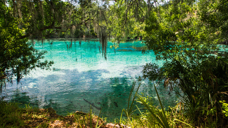 Turquoise waters and lush forest at Silver Glen Springs, Florida