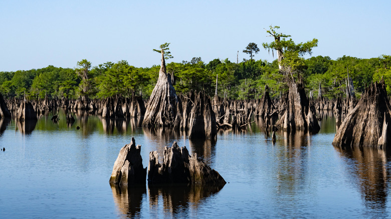 Cypress trees and stumps on the Dead Lakes in Wewahitchka, Florida
