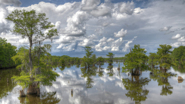 Trees rising from Dead Lakes Recreation Area