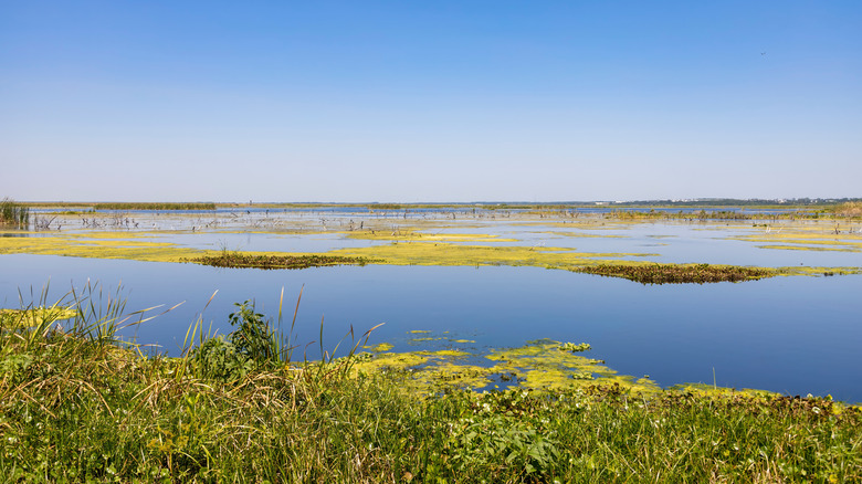 View of lake from along Lake Apopka Wildlife Drive