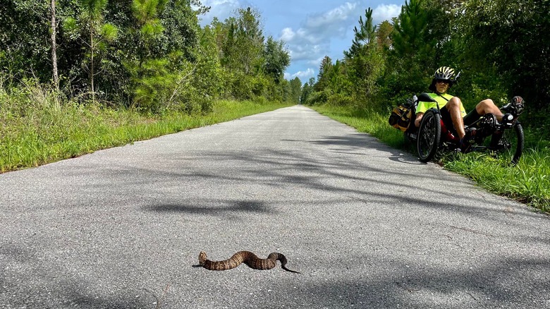 Snake on paved road