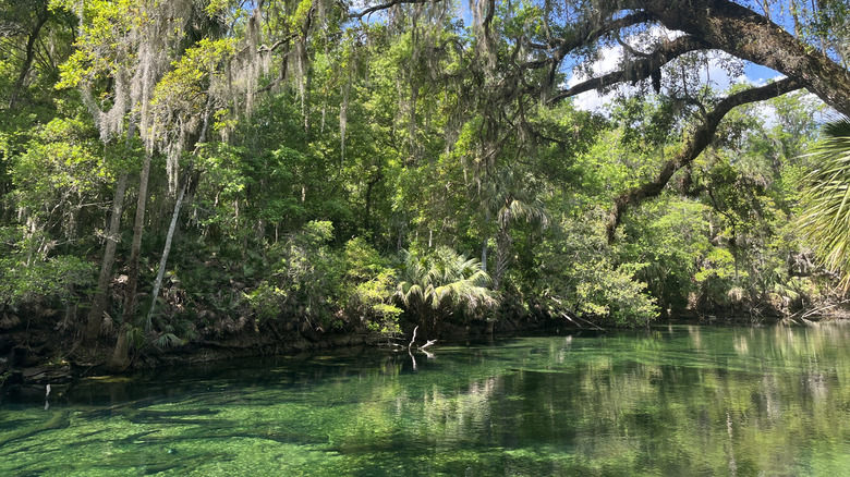 Trees looming over a clear water spring