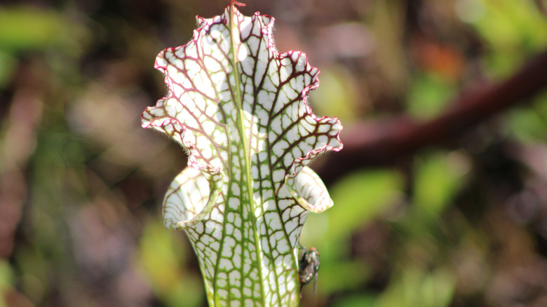 A tube shaped flower with a fly