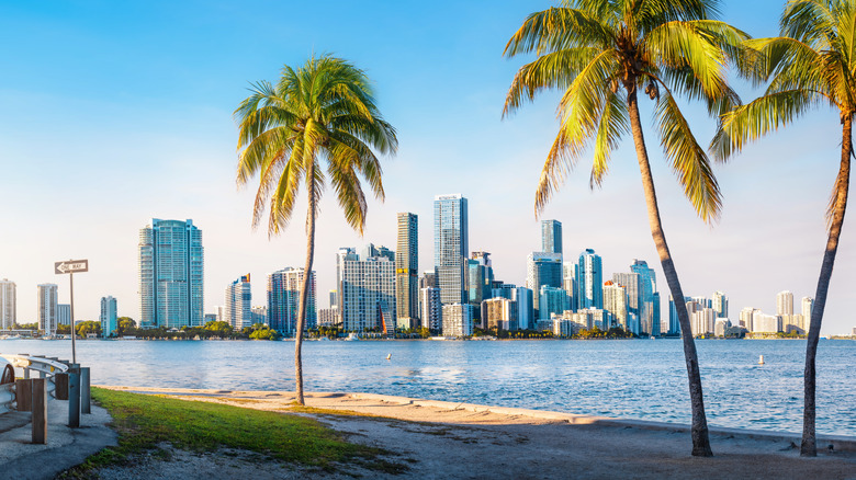 The Miami skyline with palm trees.