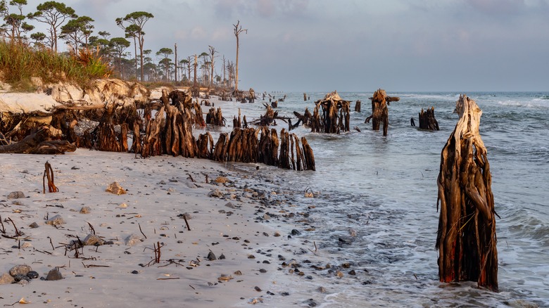 Waves crashing onto the shore of Cape San Blas