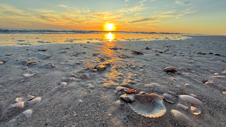 Seashells dotting Siesta Key Beach at sunset