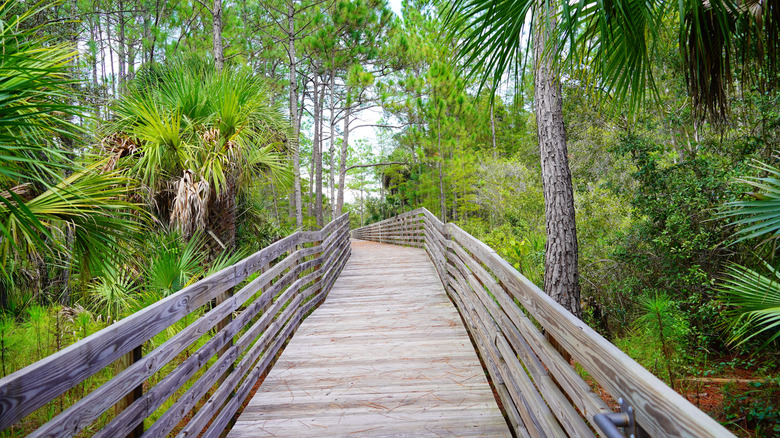 A boardwalk surrounded by palm trees at Violet Cury Nature Preserve