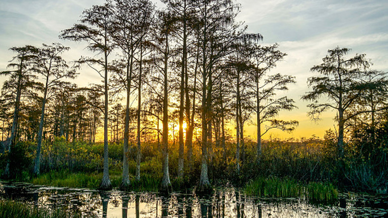 Sunset view of Big Cypress National Preserve, crossed by the Florida Trail