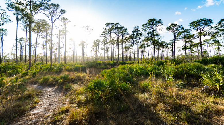 View from a Florida hiking trail