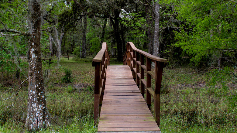 Wooden bridge, part of the trail in the Withlacoochee State Forest