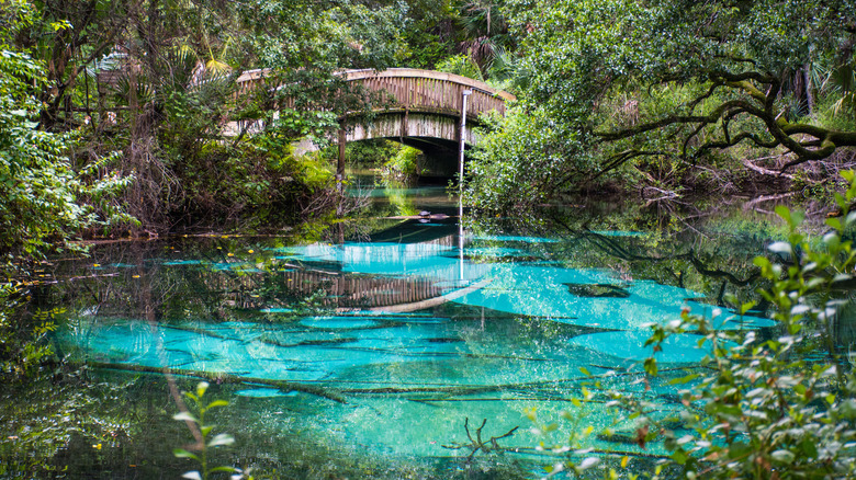 Greenery surrounding a bridge over blue water in Ocala National Forest, Florida