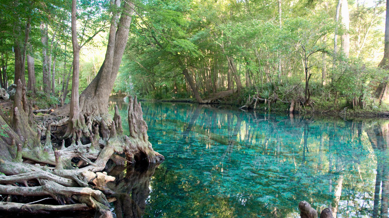 florida springs at ocala national forest