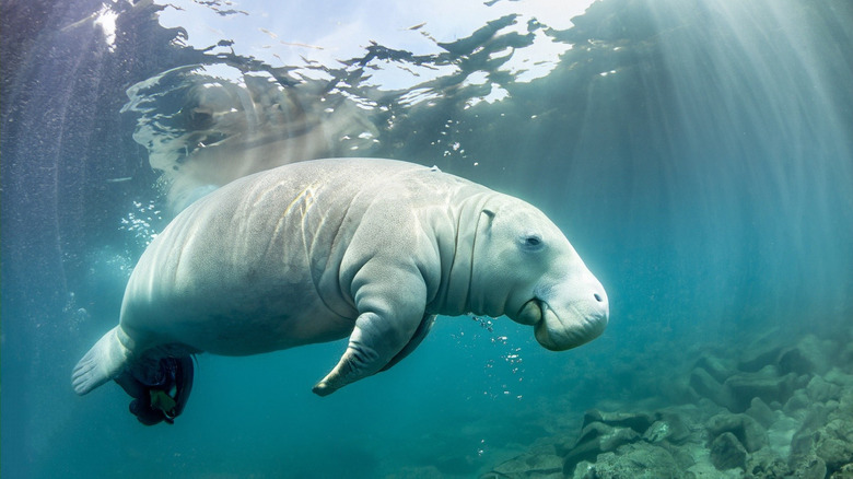 A manatee swimming underwater near Crystal River in Florida