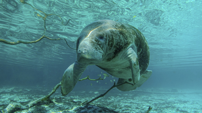 A Manatee swimming near Crystal River, Florida
