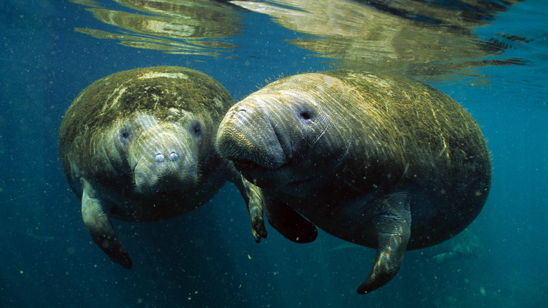 Two Florida manatees swimming in Crystal River, Florida