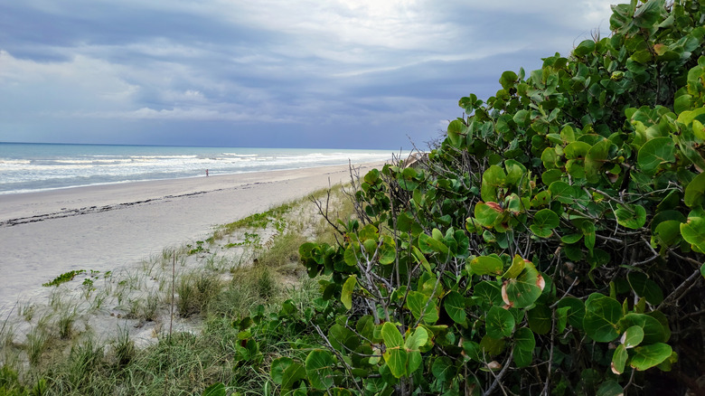 White sand, wavy ocean, and green sand dunes plants on a cloudy day in Atlantic Dunes Park