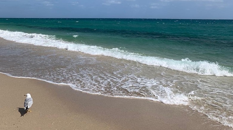 Gulfstream Park Beach sand