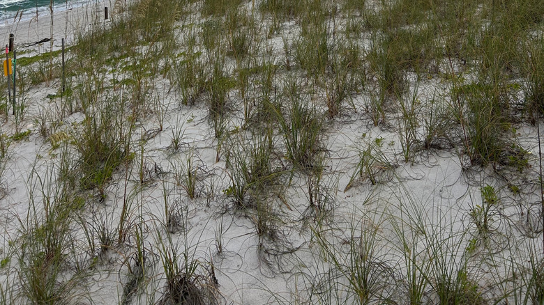 The shoreline of T.H. Stone Memorial St. Joseph Peninsula State Park, Florida