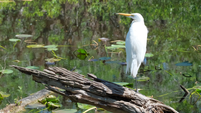 white bird sitting on log