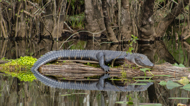 alligator laying on log in water