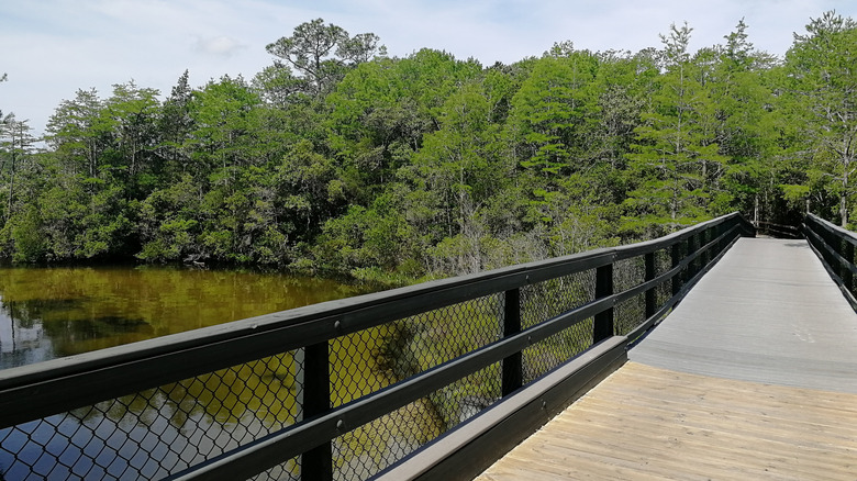 wooden walkway over a creek lined with green trees