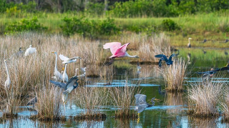 Roseate spoonbill and herons flying over th marshes of Merritt Island National Wildlife Refuge in Florida