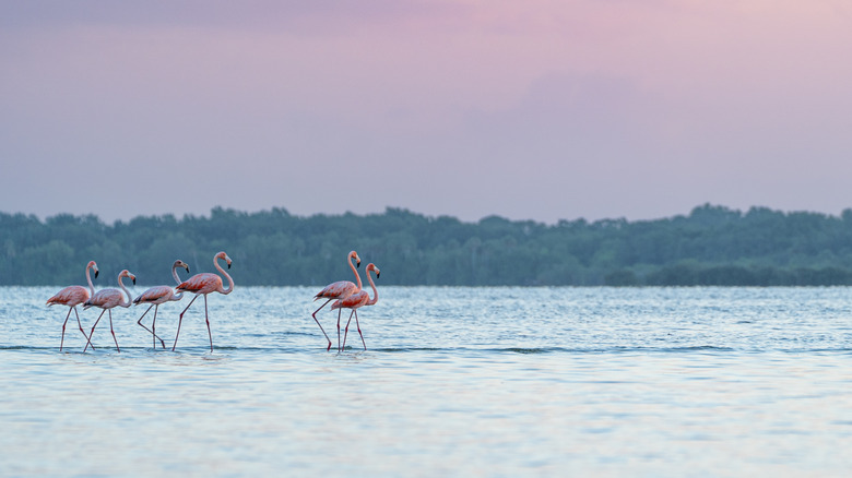A group of flamingos in coastal waters at Merritt Island National Wildlife Refuge in Florida