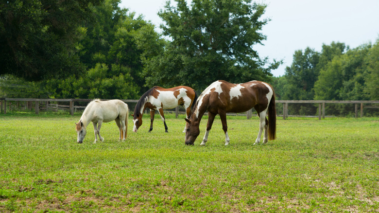 Horses grazing on green grass in Ocala, Florida