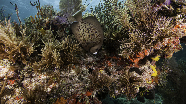 The undersea life around Key Largo