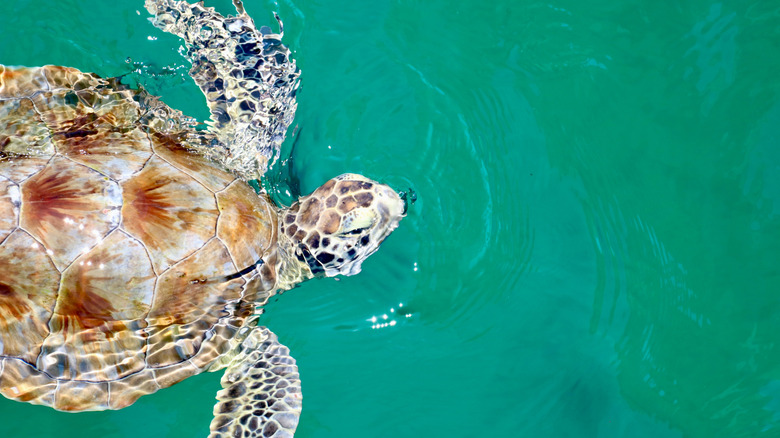A turtle swimming along Navarre Beach's pier