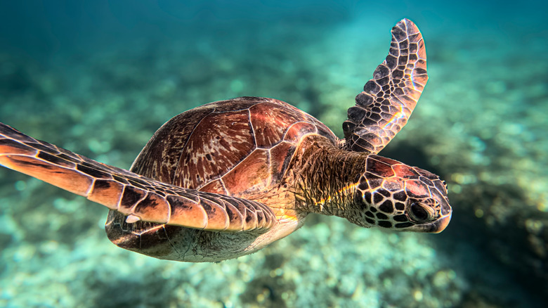 A sea turtle swimming