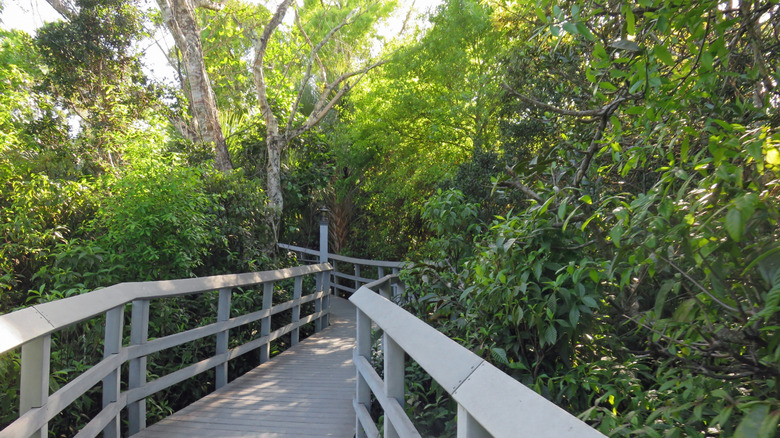 A woodland boardwalk trail flanked by dense green trees at the Fern Forest Nature Center in Coconut Creek, Florida
