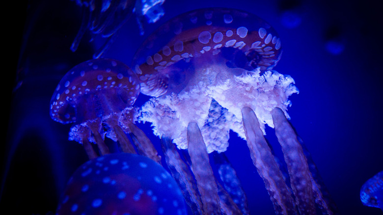 A close-up of bioluminescent jellyfish, Florida