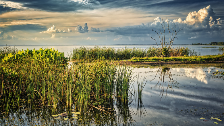 The shoreline of Lake Apopka
